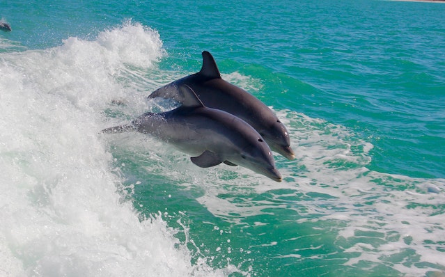 Se delfiner i Algarve