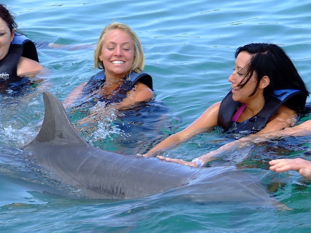Simma med delfiner